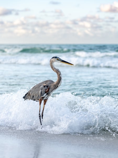 Santa Rosa Beach, Florida